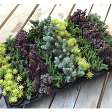 Sukulent Kaktüs Çiçeği No:2 Tohumu