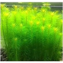 Pogostemon Erectus In Vitro Cup Canlı Bitki