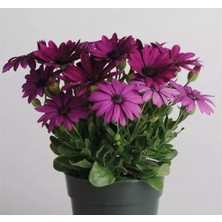 Bodrum Papatyası (Kalıcı Çok Çiçeklenen) Mor Renkli - 5 Tohum