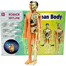 Insan Vücudu ve Iskelet Sistemi Modeli