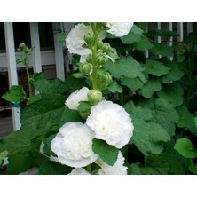 Beyaz Renkli Katmerli Dev Çiçekli Gül Hatmi (5 Tohum)