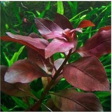 Ludwigia Repens Rubin Saksı Canlı Bitki TR-P292