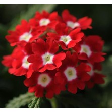 Mine Çiçeği (Sarkan Çok Dallanan) Kırmızı Beyaz Nokta Renkli - 10 Tohum