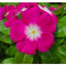 Rozet Çiçeği (Çok Çiçekli Çok Dallanan) Magenta Beyaz Nokta Renkli - 15 Tohum