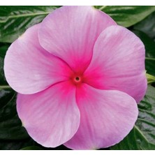 Rozet Çiçeği (Çok Çiçekli Çok Dallanan) Fuşya Renkli - 15 Tohum