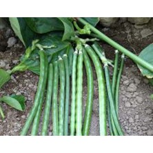 Börülce Tohumu - Aksel 10 gr