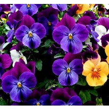 Mor Menekşe Çiçeği Tohumu