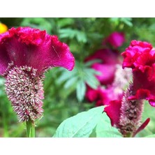 Horoz Ibiği (+80 Tohum) - Akgen