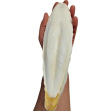 Xl Kalamar Kemiği(Iri Boy 15-20 cm Aralığında)