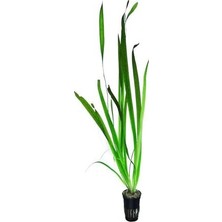 Vallisneria Gigantea Dev Saz Saksı Canlı Bitki