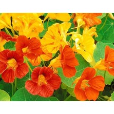 Latin Çiçeği (+8 Tohum) - Akgen