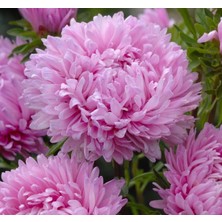 Aster Kasımpatı (Krizantem) Pembe Renkli - 20 Tohum