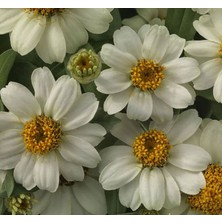 Zinnia Çiçeği Tohumu (Mini Çiçekli, Kirli Hanım) Beyaz Renkli - 5 Tohum