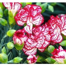 Karanfil Yediveren Çiçeği Tohumu