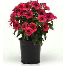 Rozet Çiçeği Tohumu Tattoo Serisi - Siyah Mor Renkli (5 Tohum)