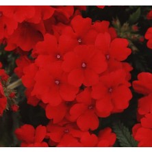 Mine Çiçeği (Sarkan Çok Dallanan) Kırmızı Renkli - 10 Tohum