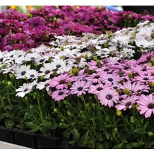 Bodrum Papatyası (Kalıcı Çok Çiçeklenen) Sarı, Pembe Renkli - 5 Tohum