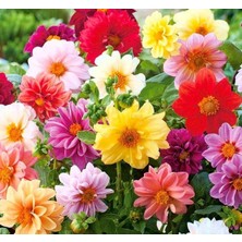 Minyon Yıldız Çiçeği Tohumu