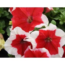 Kırmızı - Beyaz Petunya (20 Tohum)