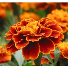 Kadife (Mini Çiçekli) Tohumu