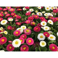 Şeker Tabağı (+250 Tohum) - Akgen