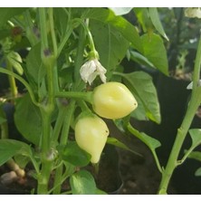 Yuvarlak Süs Biber (Çoklu Tohum) - 3 Gram