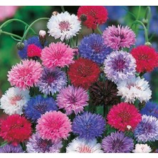 Saray Patı Çiçeği Tohumu