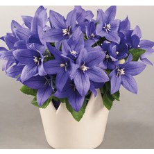 Balon Çiçeği (Katmerli) Mavi Renkli - 5 Tohum