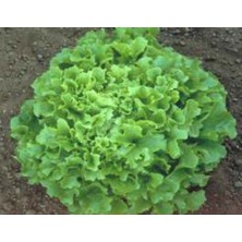 Marul Arapsaçı Tohumu - Aksel 10 gr