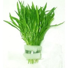 Lilaeopsis Novaezelandiae Saksı Canlı Bitki