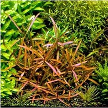 Hygrophila Lancea Araguaia Saksı Canlı Bitki