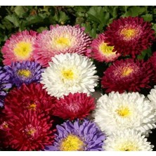 Saraypatı Bodur (Çoklu Tohum) - 125 Tohum - Karışık Renk