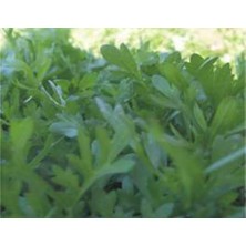 Tere Kıl Yaprak Tohumu - Aksel 10 gr