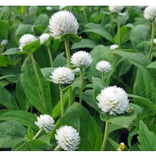 Beyaz Medine Düğmesi F1 Tohumu (50 Tohum)