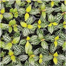 Pilea Cadierei Nana Saksı Canlı Bitki