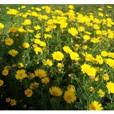 Sarı Papatya (Çoklu Tohum) - 200 Tohum - Sarı Renk