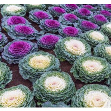 Süs Lahanası Tohumu (Kıvırcık) Karışık Renkli - 5 Tohum