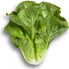 Marul Yedikule (Çoklu Tohum) - 5 Gram