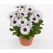 Bodrum Papatyası ( Kalıcı Çok Çiçeklenen ) Beyaz Mor Gözlü Renkli - 5 Tohum