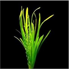 Vallisneria Spiralis Saksı Canlı Bitki