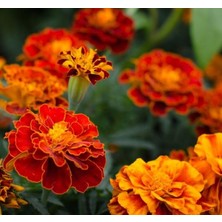 Kadife Ufak Kafa (Çoklu Tohum) - 200 Tohum - Karışık Renk