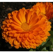 Aynı Sefa Tohumu (Bon Bon Uzun Boylu) - Turuncu Renkli - 40 Tohum