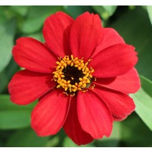 Zinnia Çiçeği Tohumu (Mini Çiçekli, Kirli Hanım) Kırmızı Renkli - 5 Tohum