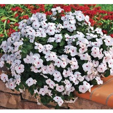 Rozet Çiçeği (Çok Çiçekli Çok Dallanan) Beyaz Kırmızı Benek Renkli - 15 Tohum