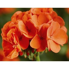 Turuncu Sardunya (5 Tohum)