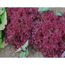 Marul Kırmızı Tohumu - Aksel 100 Adet