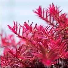 Rotala Indica Red In Vitro Canlı Bitki