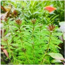 Myriophyllum Proserpinacoides Saksı Canlı Bitki TR-949148