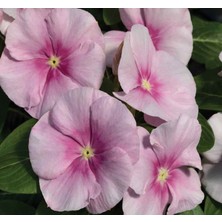 Rozet Çiçeği (Çok Çiçekli Çok Dallanan) Buz Pembe Renkli - 15 Tohum