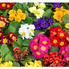 Çuha Çiçeği Tohumu